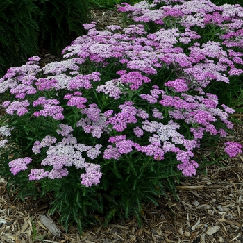 Achillea - 'Firefly Amethyst' Yarrow