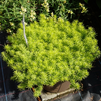 Sedum rupestre - 'Prima Angelina'