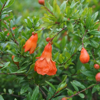 Punica granatum - 'Peppy Le Pom&trade;' Pomegranate