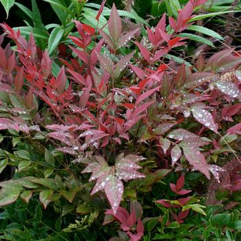 Nandina domestica - Obsession&trade;