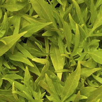 Ipomoea batatas (Sweet Potato Vine) - Sidekick&trade; 'Lacey Lime'