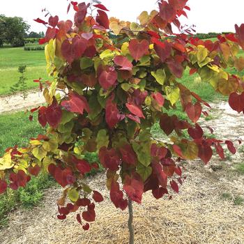 Cercis canadensis - 'Flame Thrower&reg;' Redbud