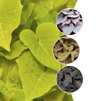 Ipomoea batatas - Sweet Potato Vine