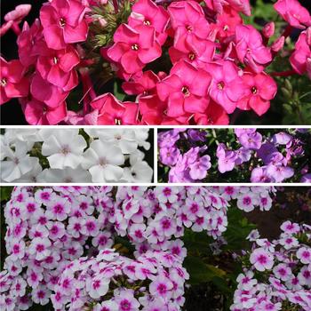 Phlox paniculata - Garden 'Tall' Phlox 