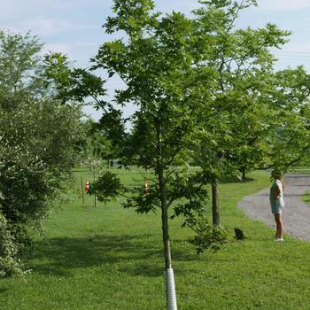 Acer saccharum - 'Autumn Splendor' Maple