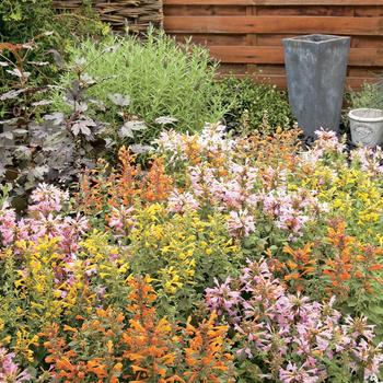 Agastache - 'Arizona Mix' Hummingbird Mint
