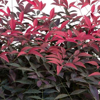 Nandina domestica - 'Flirt&trade;' Heavenly Bamboo