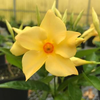 Mandevilla - Sun Parasol&reg; 'Sunbeam'