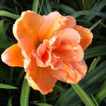 Hemerocallis - 'Peach Magnolia' Daylily