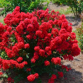 Lagerstroemia - 'Red Magic&trade;' Crapemyrtle