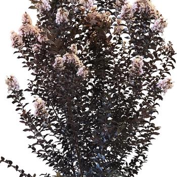 Lagerstroemia (Crapemyrtle) - Thunderstruck&trade; 'White Flash&trade;'
