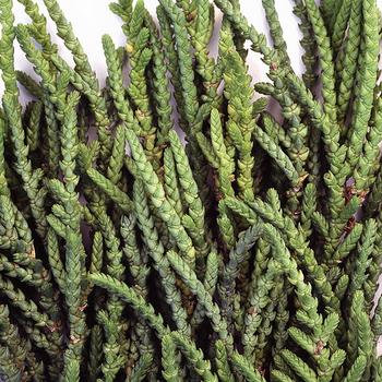 Crassula muscosa pseudolycopodiodes - Princess Pine