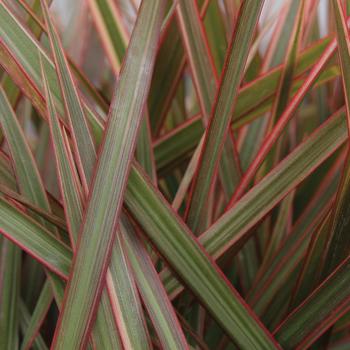 Dracaena marginata - Cordylena&reg; 'Ruby' Dragon Tree