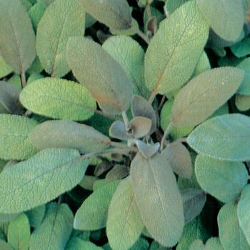Salvia officinalis - 'Purpurascens' Purple Sage