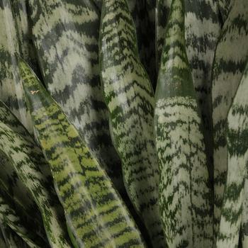 Sansevieria trifasciata - 'Tiger Shark' Mother In-law's Tongue