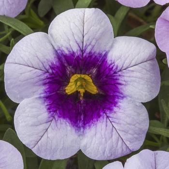 Calibrachoa - Cabrio&trade; 'Eclipse Lilac'