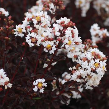 Lagerstroemia indica (Crapemyrtle) - Black Diamond&reg; 'Crystalline'