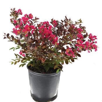 Lagerstroemia indica (Crapemyrtle) - Black Diamond&reg; 'Pave Pink'