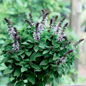 Ocimum basilicum - 'Floral Spires Lavender' Basil