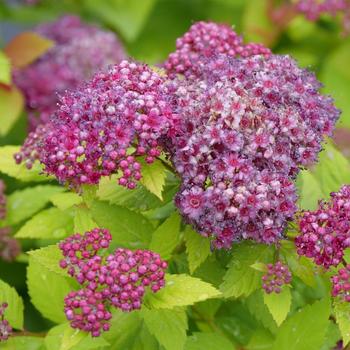 Spiraea japonica (Spirea) - Double Play Dolly&reg;