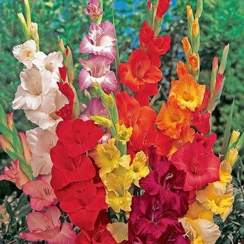 Gladiolus communis - Assorted Gladiolus