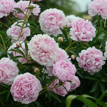 Paeonia lactiflora - 'Sarah Bernhardt' Peony