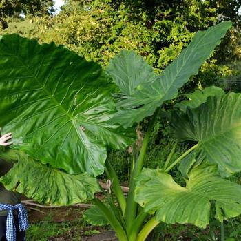 Alocasia (Elephant's Ear) - Masquerade&trade; 'Borneo King'