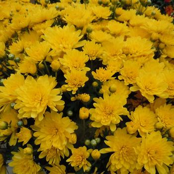 Chrysanthemum x morifolium - YELLOW Garden Mum