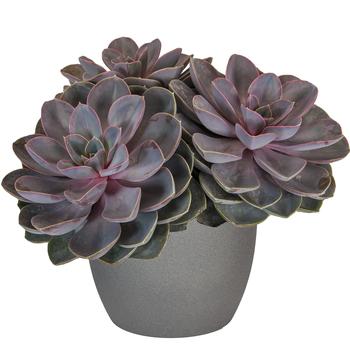 Echeveria - 'Perle von Nurnberg' Cactus/Succulent