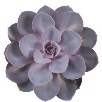 Echeveria - Pearls&trade; 'Indigo Pearl' Succulent