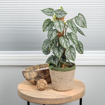 Philodendron brandtianum - Silver-leaf Philodendron