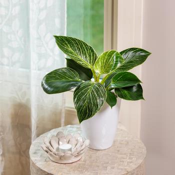 Philodendron hybrid - Prismacolor&trade; 'Birkin'