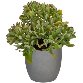 Crassula arborescens - 'Curly' Jade Plant