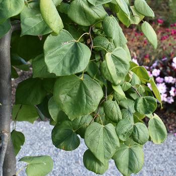 Cercis canadensis - 'Golden Falls&reg;' Redbud