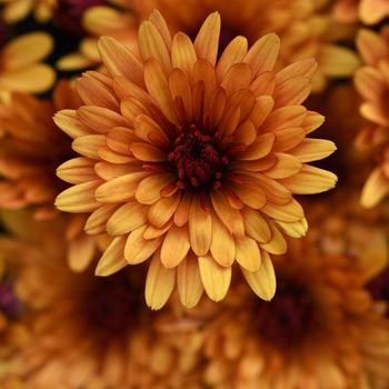 Chrysanthemum x morifolium - BRONZE Garden Mum