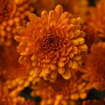Chrysanthemum x morifolium - ORANGE Garden Mum
