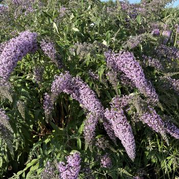 Buddleia - 'Lilac Cascade' Butterfly Bush