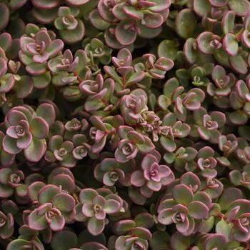 Sedum cauticola - 'Shamrock' Stonecrop