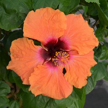 Hibiscus rosa-sinensis - Hollywood Hibiscus&reg; Disco Diva&trade;