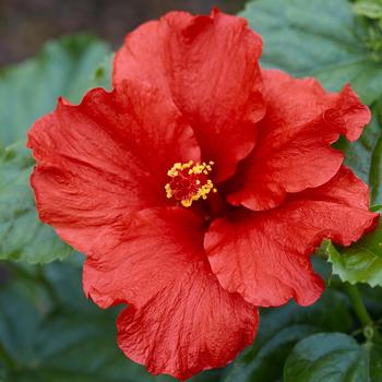 Hibiscus rosa-sinensis - Hollywood Hibiscus&reg; First to Arrive&trade;