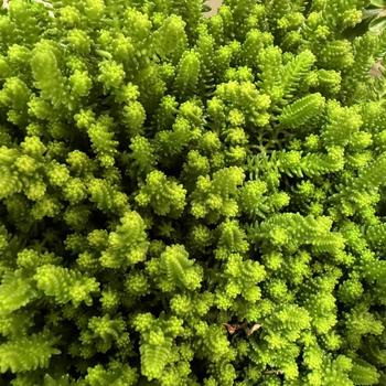 Sedum sexangulare - 'Green Citrine' Stonecrop