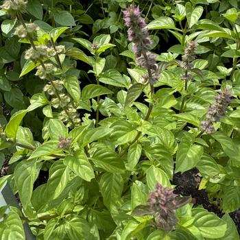 Ocimum basilicum - 'Everleaf Lemon' Basil