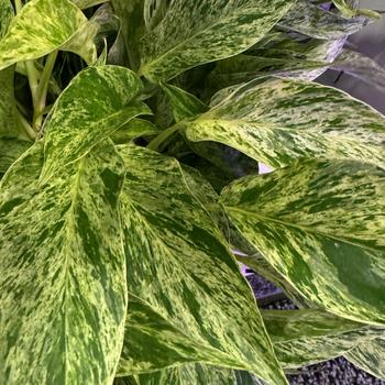 Scindapsus pictus - Marble Prince&trade; Satin Pothos