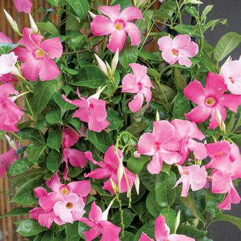 Mandevilla - Sun Parasol&reg; Giant Dark Pink