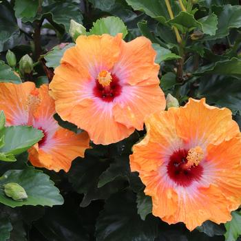 Hibiscus rosa-sinensis - Hollywood Hibiscus&reg; Heartthrob&trade;