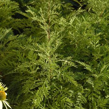 Artemisia gmelinii - SunFern&trade; Arcadia