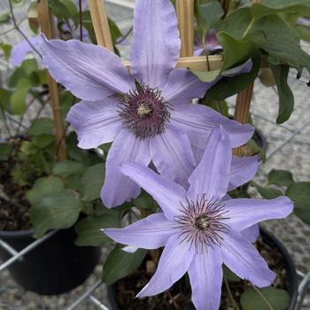 Clematis - 'Blue Ravine'