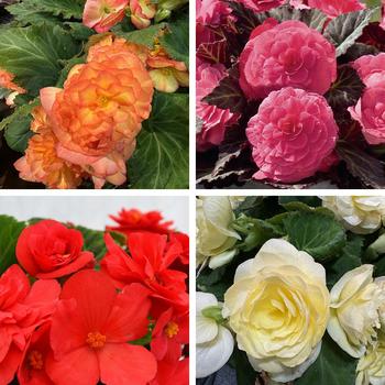 Begonia x tuberhybrida (Tuberous Begonia) - Nonstop&reg; Begonia