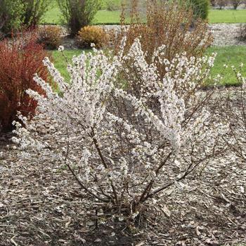 Prunus x - Easy as Pie&reg; Bush Cherry