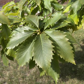 Quercus muehlenbergii - Chinkapin Oak